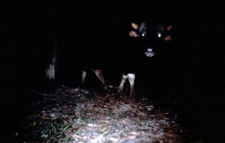 Illustration for article titled The Very Best Camera Trap Photography